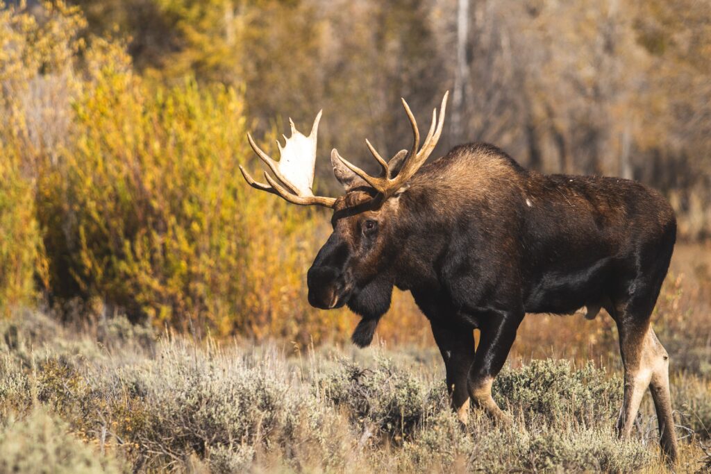 Brown Moose ontario