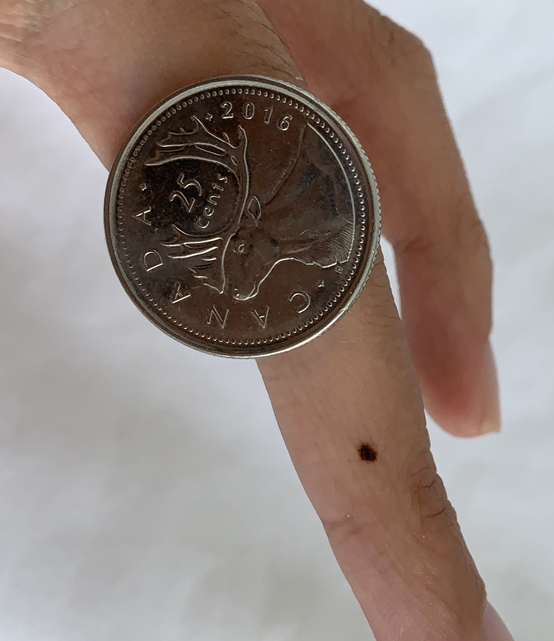 25 cent canadian coin